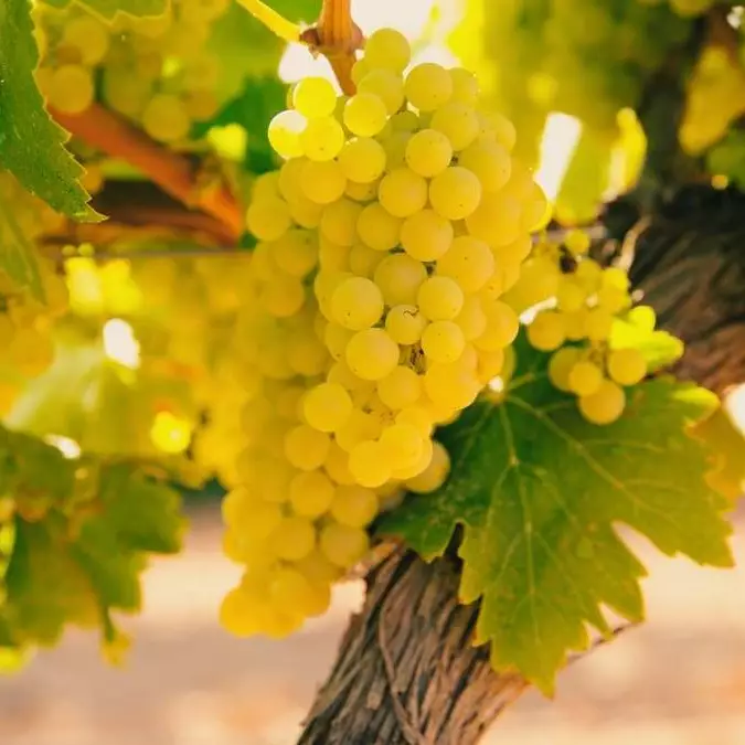 Deutsches Weininstitut Verschiedene deutsche Rebsorten