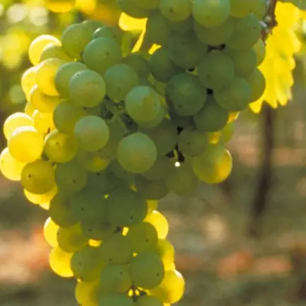 Deutsches Weininstitut Verschiedene deutsche Rebsorten