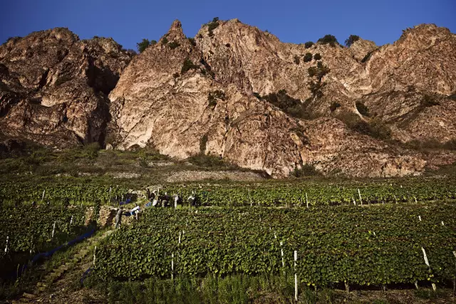 An der Nahe wachsen die Reben auf Schiefergestein, vulkanischen Porphyr- oder Löss- und Lehmböden. Das ermöglicht eine Vielfalt an Rebsorten und Weinstilen.