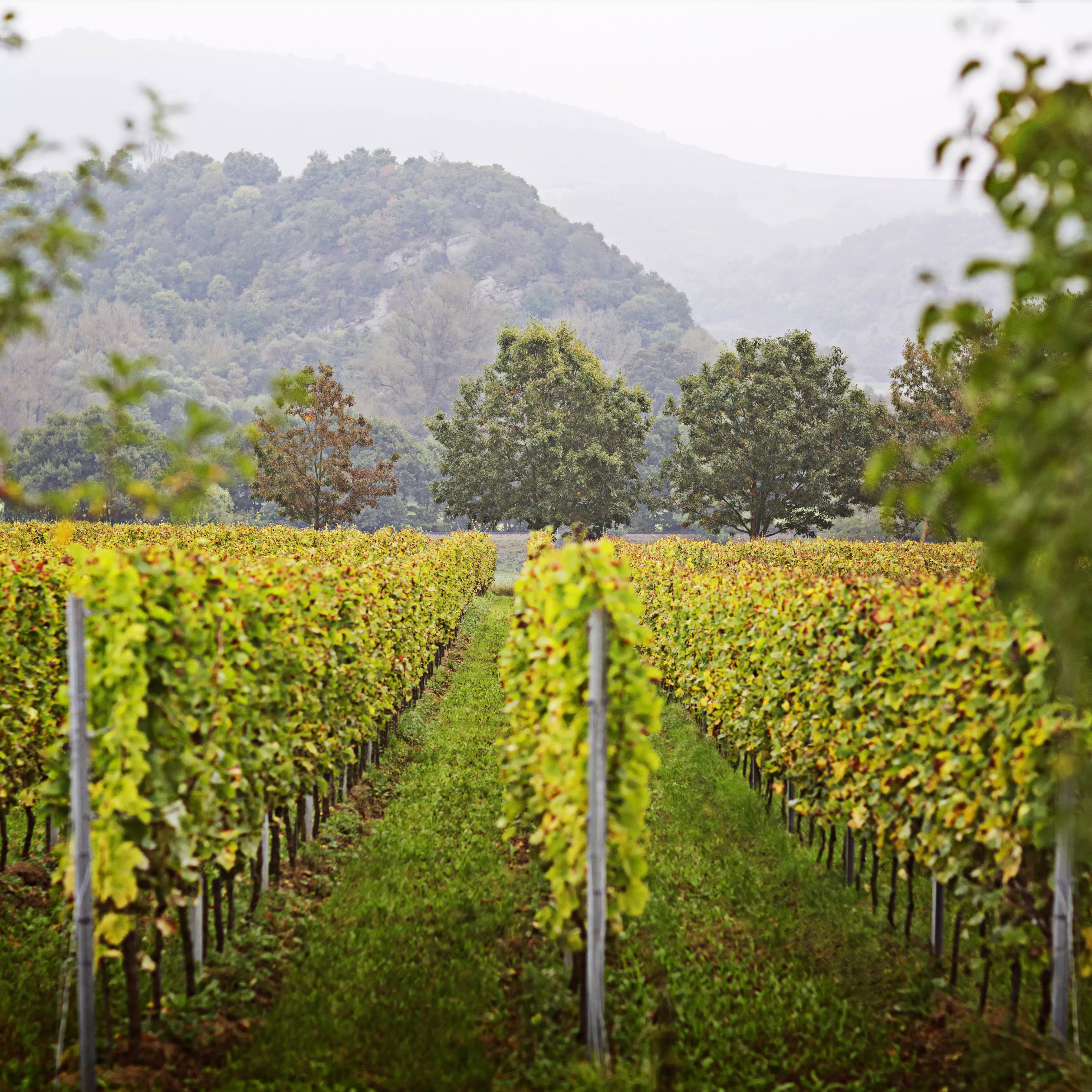 Deutsches Weininstitut Weinanbaugebiete
