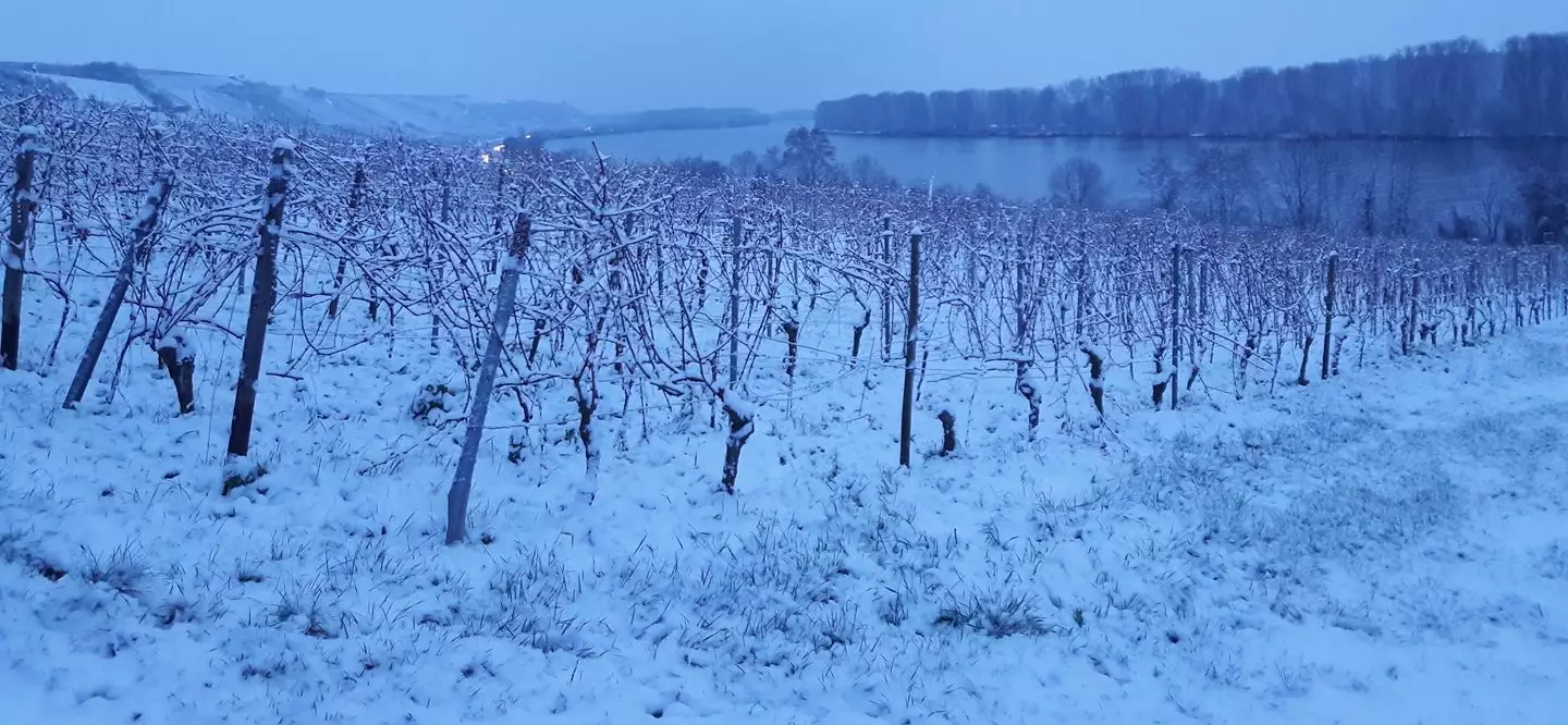 Weinberge im Winter