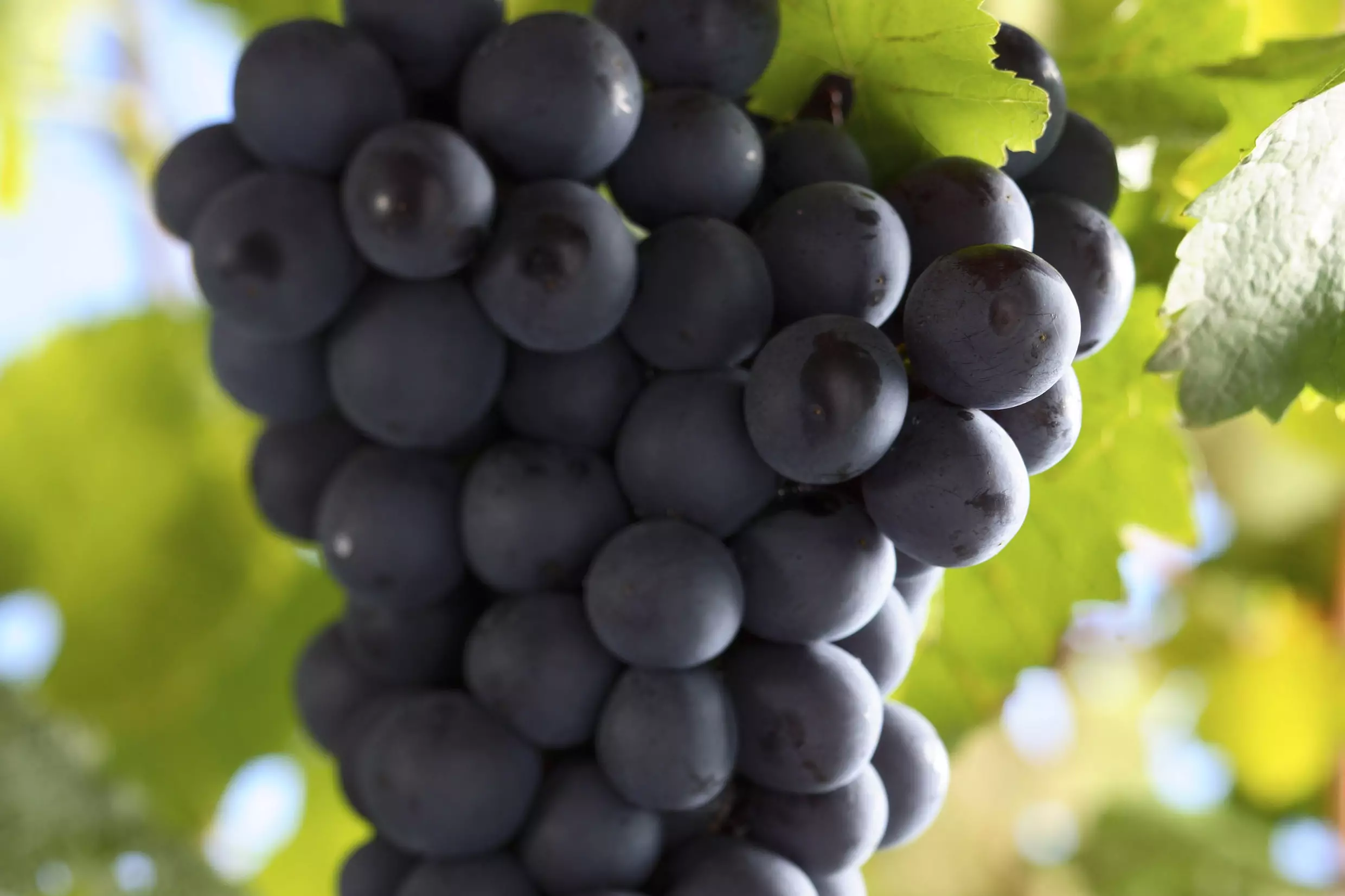 Deutsches Weininstitut: Types of grape varieties grown in Germany