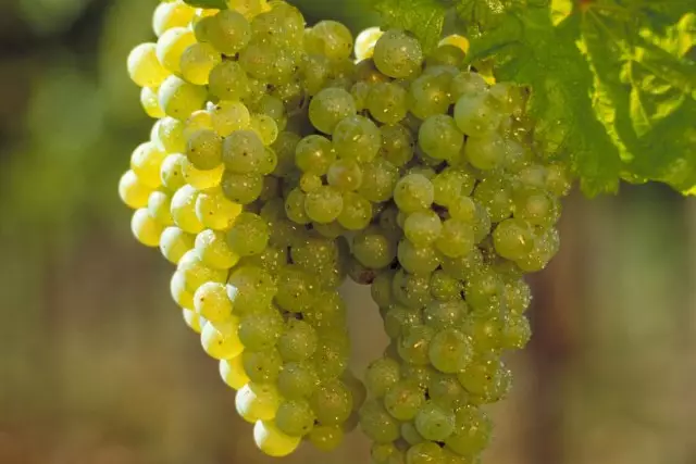 Deutsches Weininstitut: Types of grape varieties grown in Germany