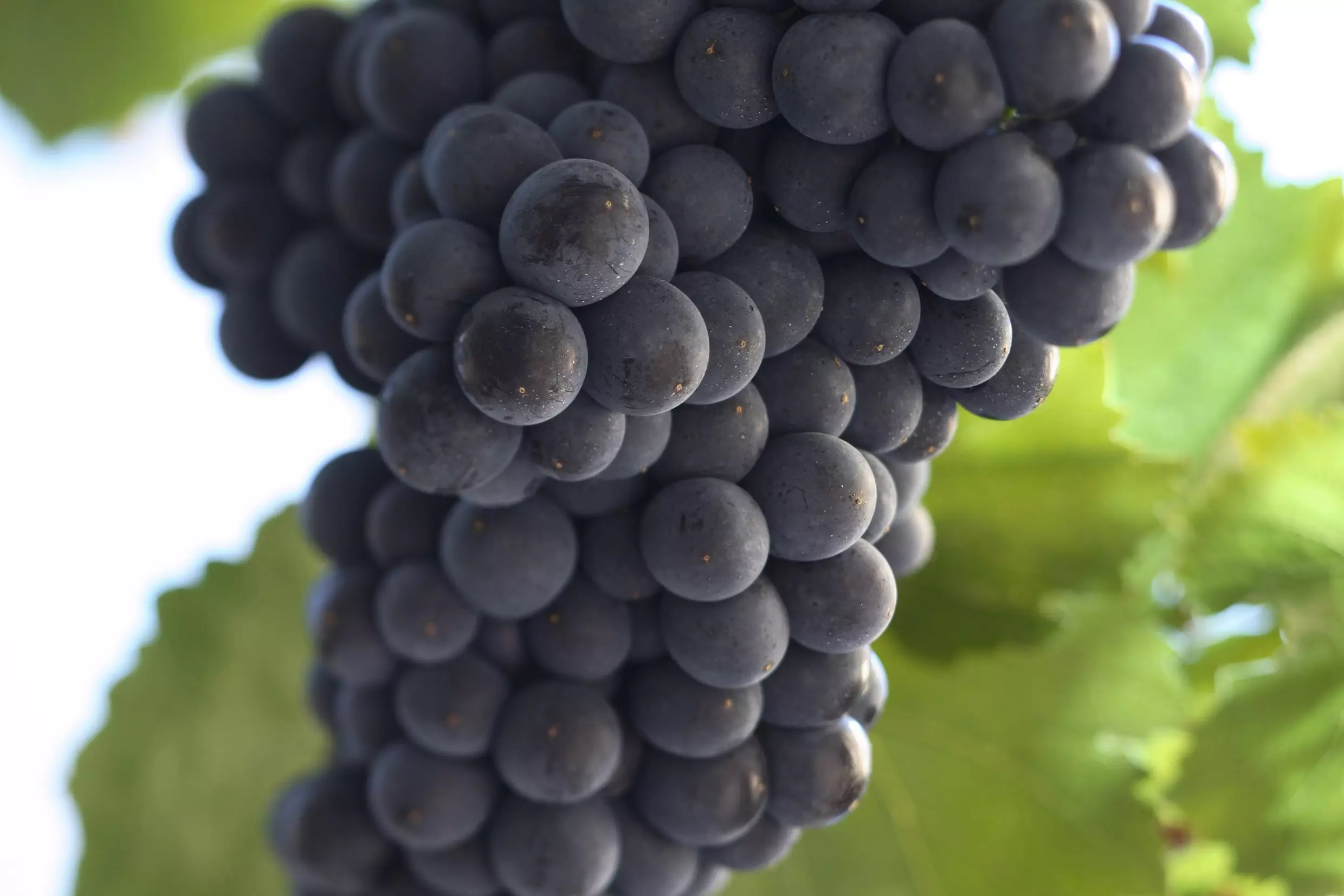 Deutsches Weininstitut: Types of grape varieties grown in Germany
