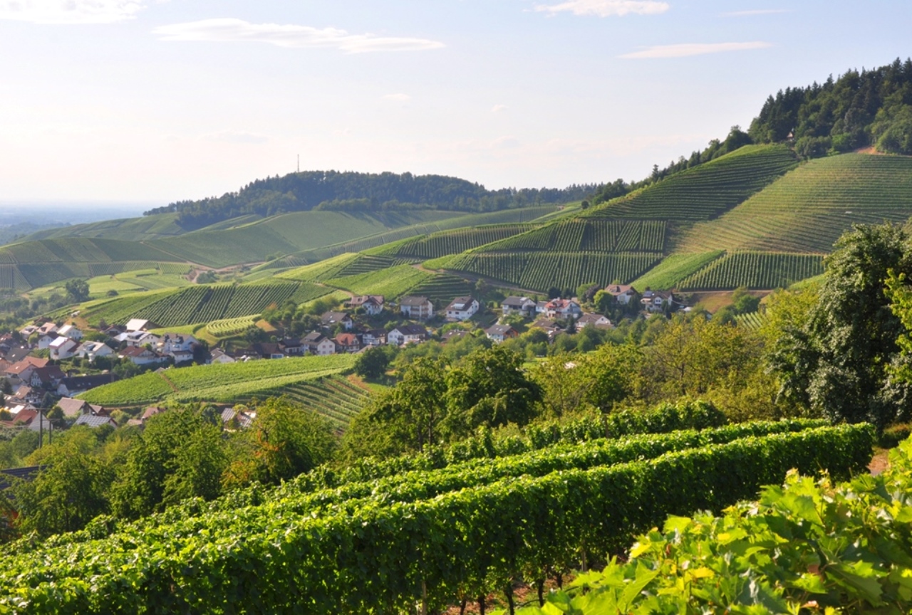 Deutsches Weininstitut Where Are German Wines Grown   Src