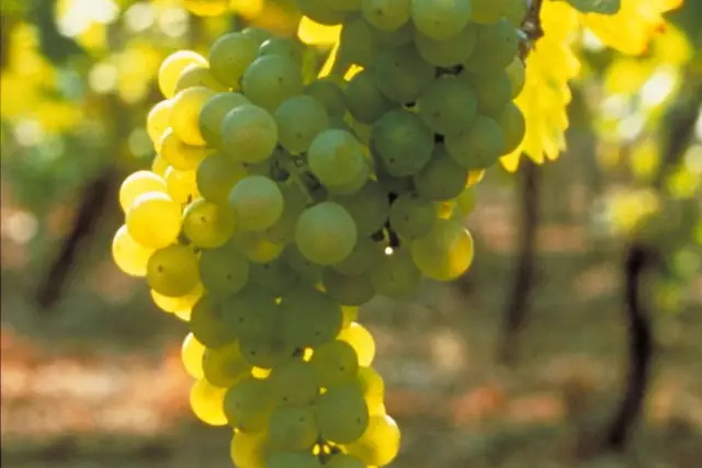 Deutsches Weininstitut Types of grape varieties grown in Germany