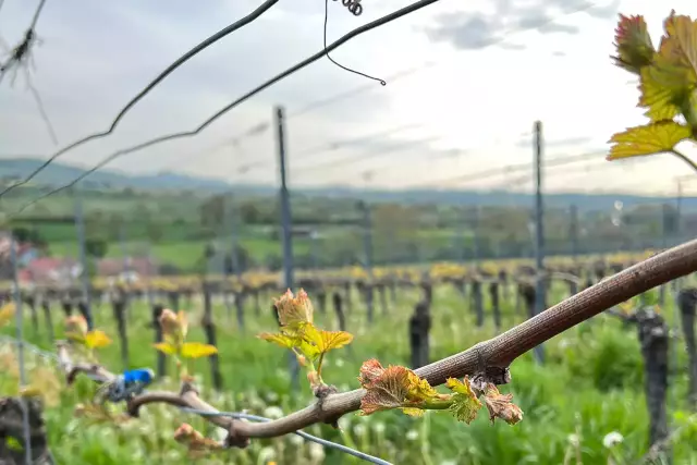 Wanderung durch die Weinberge: Die Weinregionen aktiv entdecken.