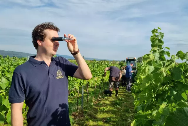 Der Geschäftsführer der Weinbiet Manufaktur, Bastian Klohr, misst den Zuckergehalt seiner Trauben mit dem Refraktometer.
