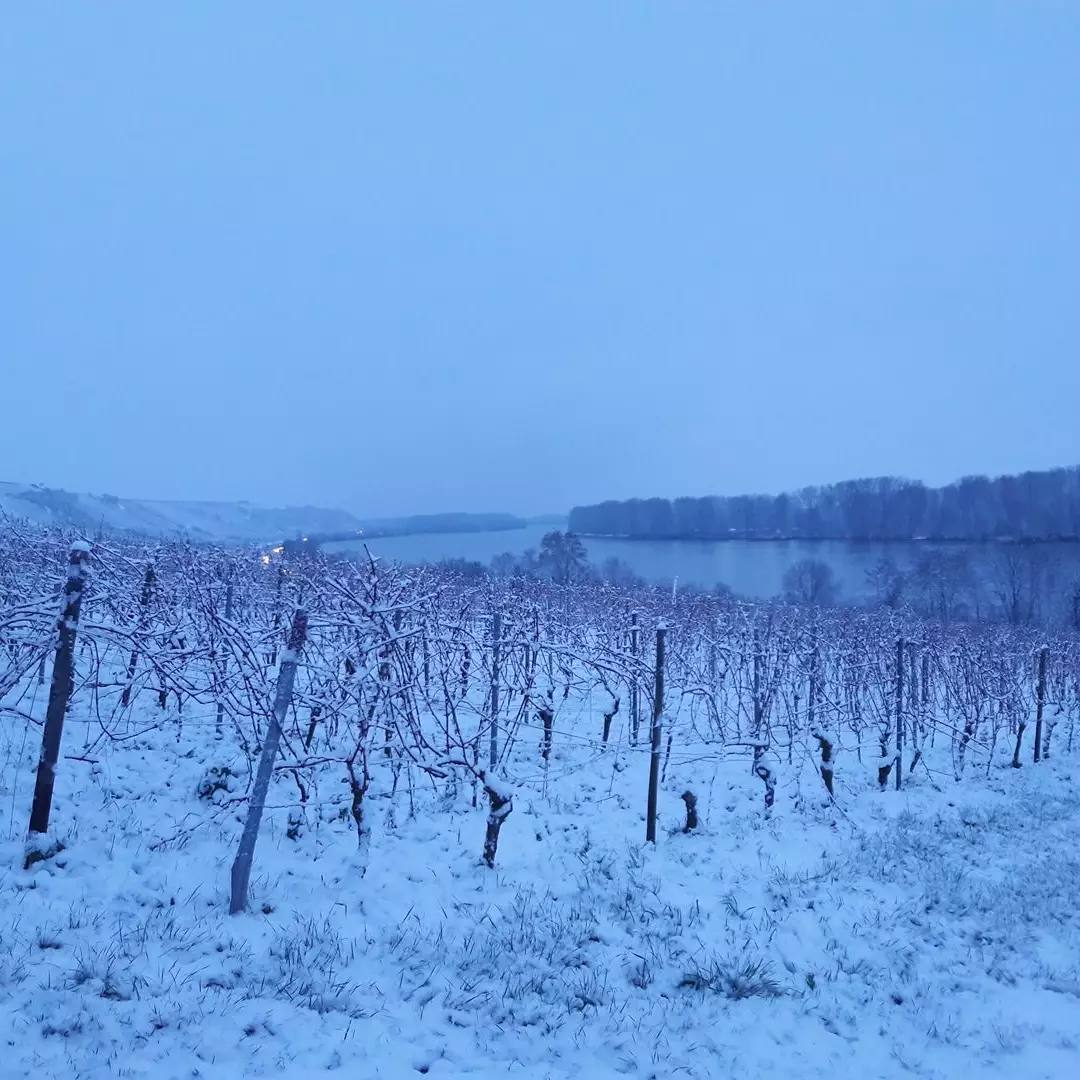 Deutsches Weininstitut: Eiswein